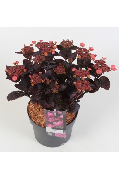 Гортензія пильчаста Даредевіл в горщику. 